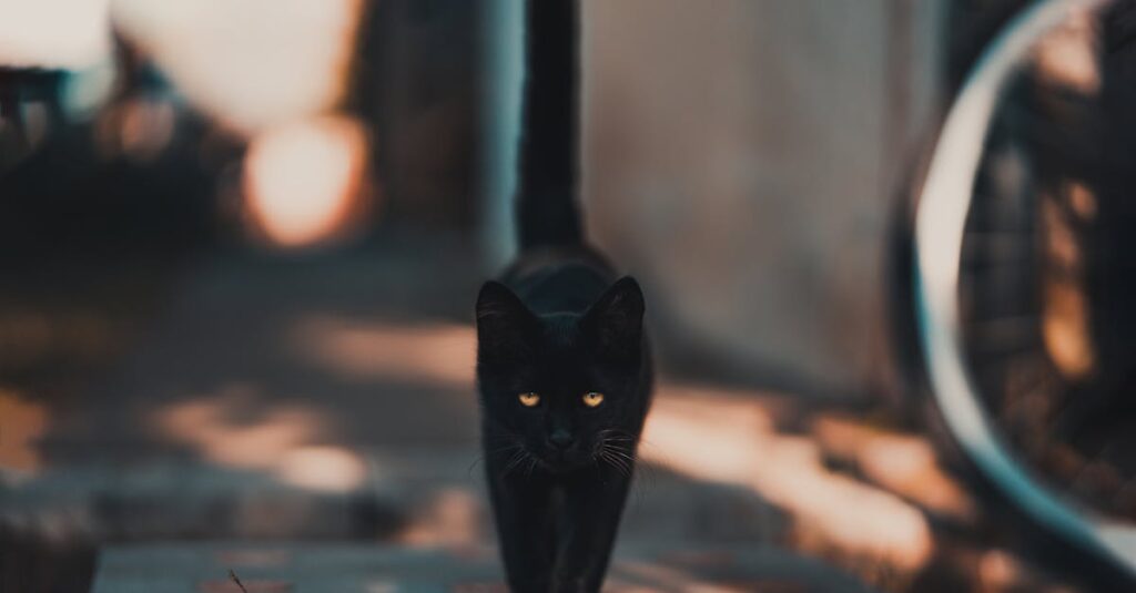 A sleek black cat walking confidently on a sunlit pathway, bathed in warm daylight.